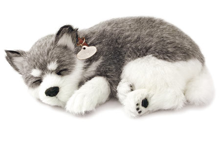 Alaskan Husky