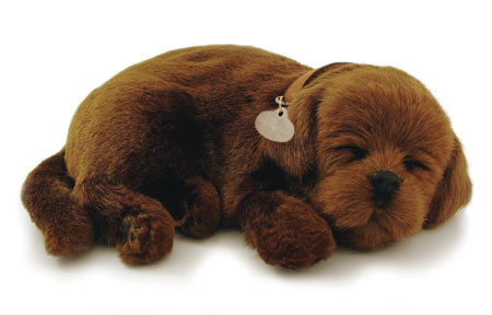 Chocolate Lab