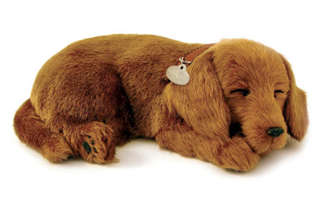 Dachshund