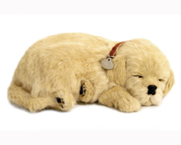 Golden Retriver