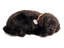 Black Lab