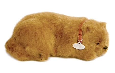 Pomeranian