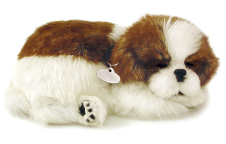 Shih Tzu