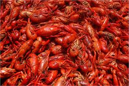 Yummy Crawfish! Yummy Crawfish!