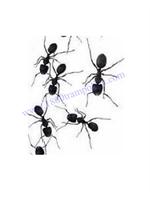 LIVE ANTS