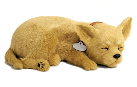 Chihuahua (Tan)