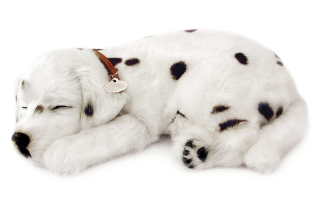 Dalmatian