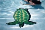 Large Sea Turtle